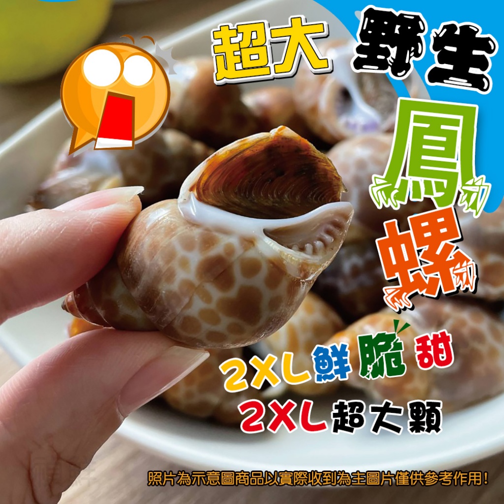 [冷凍]超大野生鳳螺[1000g±10%][30-50顆/包]